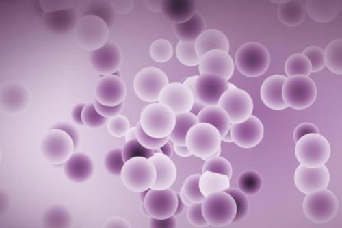 小鼠L6565白血病克隆細胞系系與細胞株細胞培養方法與價格