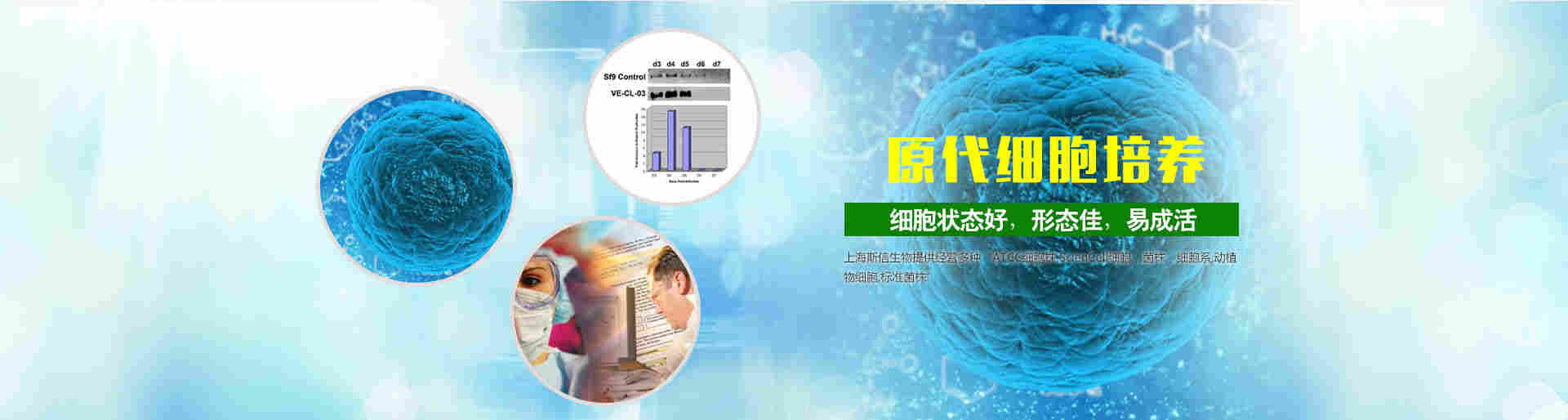 ATCC-HMC(人肾小球系膜细胞)