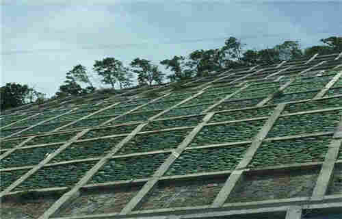 三维植被网厂家价格（枣庄闪电发货满意付款）