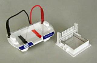 电泳仪核酸电泳小型水平电泳槽