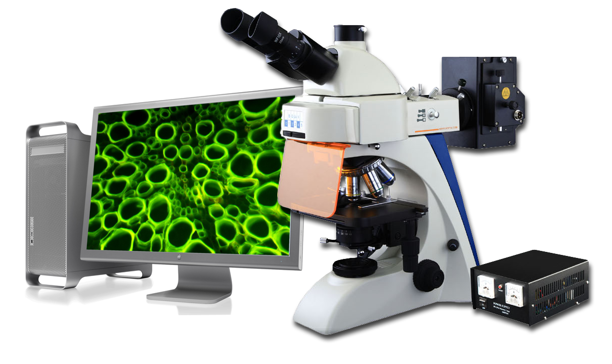 沥青荧光显微镜图片