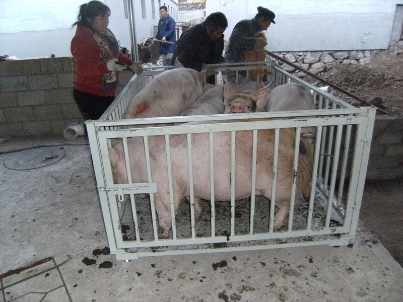 安徽5吨电子地磅可带围栏称猪电子秤故障分析
