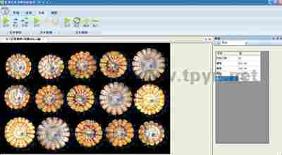 玉米截面分析 玉米截面分析