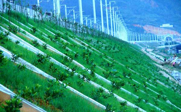 广西北海三维植被网厂家-实力厂家-河道绿化三维网