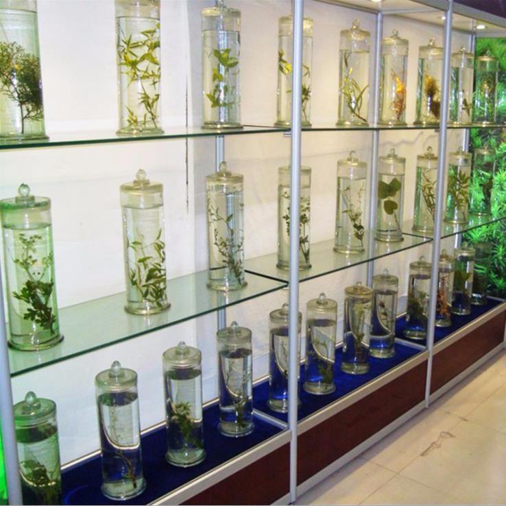 中藥植物浸制標本標本館使用展示展覽標本