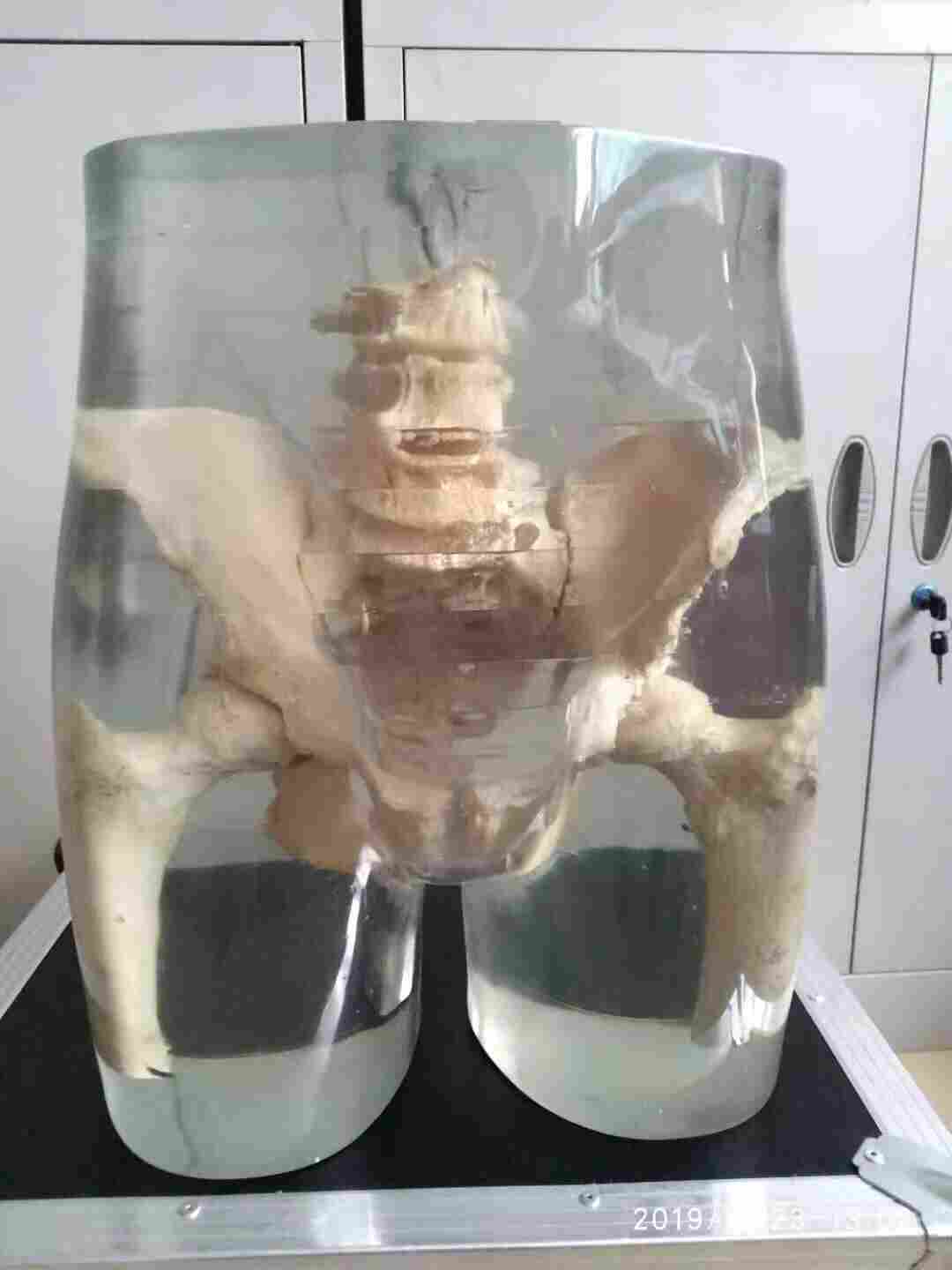 真人骨頭X射線髖關(guān)節(jié)模體產(chǎn)品圖片