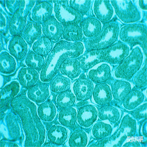 CT26細胞