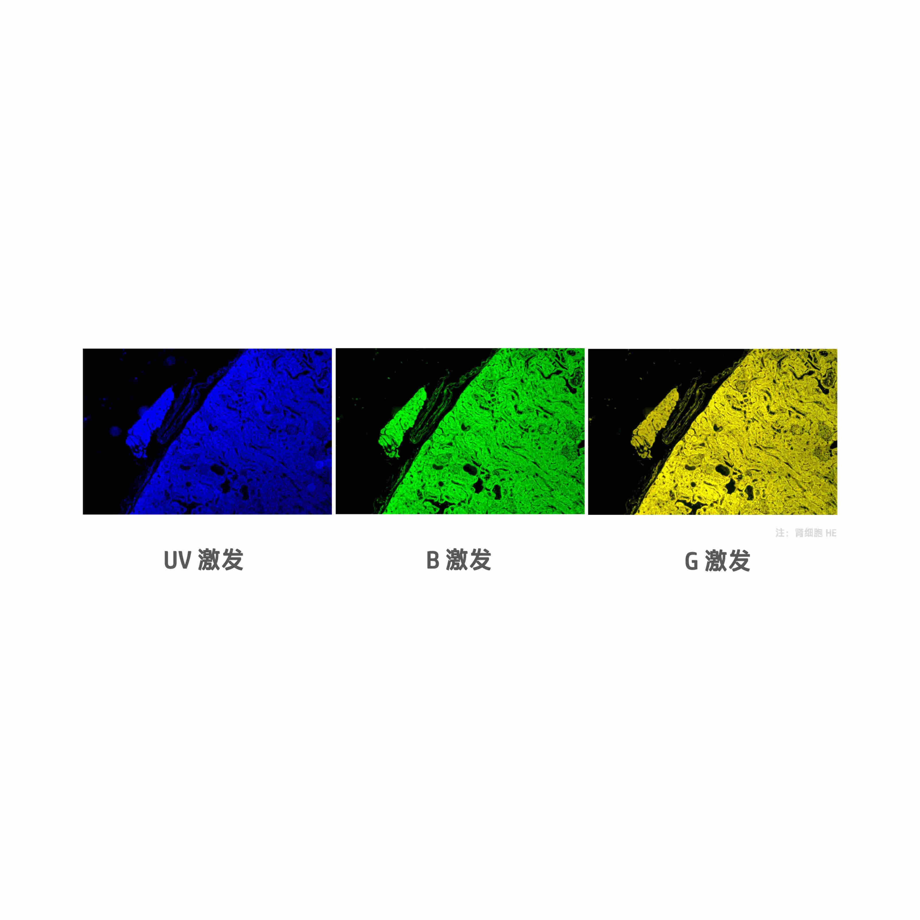 正置显微镜升级通用荧光模块CX-UVBG-E